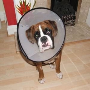 Doggie Helmet
