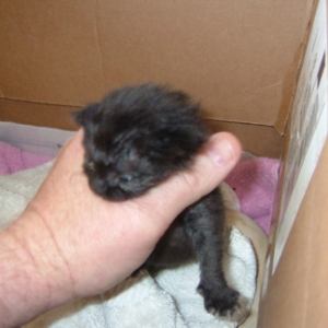 This is our foster kitty Onyx - 2 weeks old