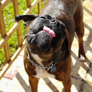 Bruno's water pictures