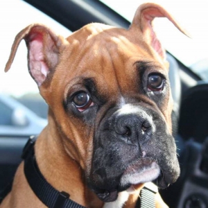 Let the ears relax a little