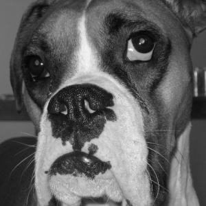 Howie B&W