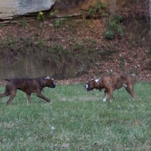 Hank and Tyson Showdown!