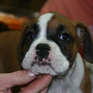 bailey