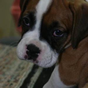 bailey