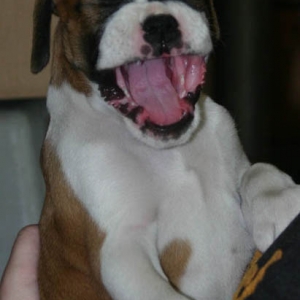 bailey yawning