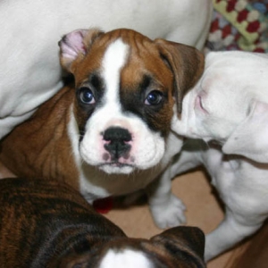 flipped up ear