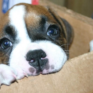 6 weeks