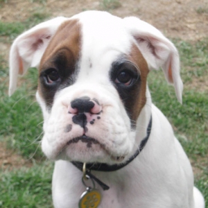 Luka 11 Weeks.
