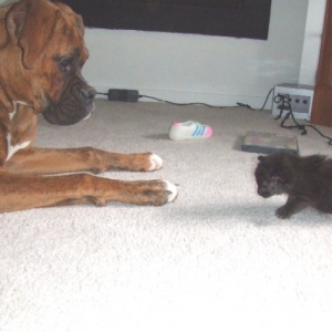 Kaybie & HER foster kitty Onyx