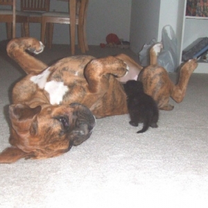 Kaybie playing with Onyx the kitten