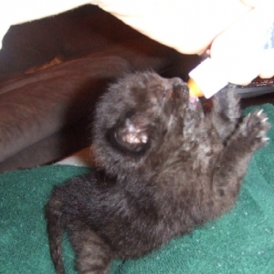 Onyx bottle feeding