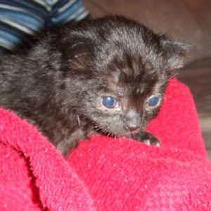 Pretty Onyx