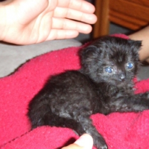 Onyx (3 weeks old)