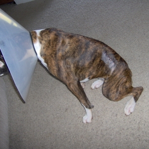 Goldie looking pitiful in her e collar and stitches