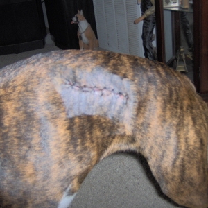 Goldie after she got stitches.