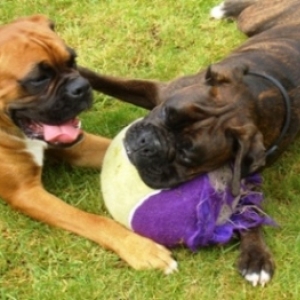 Thats My Ball