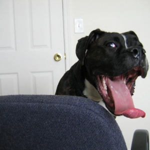 Gene Simmons....eat your heart out!