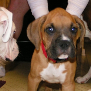 New foster puppy