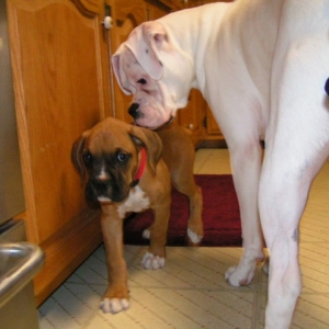 Foster puppy pic 2