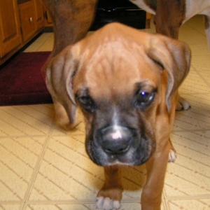 Foster puppy pic 3