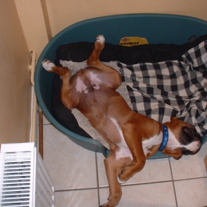Zeb sleeping like a cat