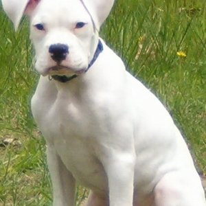 Bailey