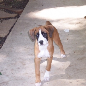 dixie5