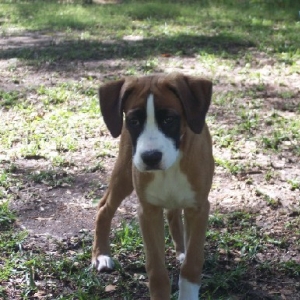 Dixie12weeks