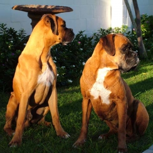 Odie at 6 months is now bigger than Sugar on her 10th Birthday