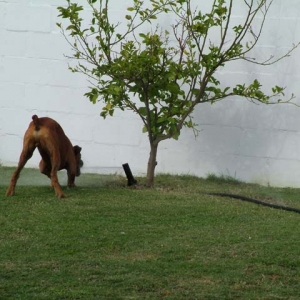 Odie and the irrigation system