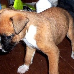 new baby Suniboy