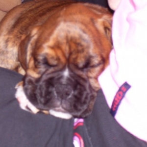 ice sleeping