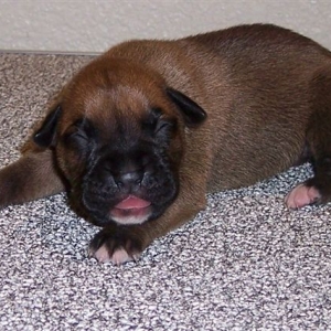 Baby Max