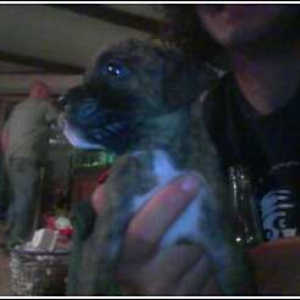 puppy