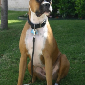 Ranger