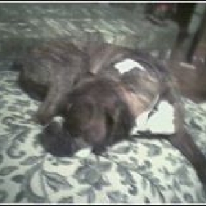 Sleepy Duke