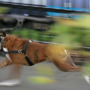 Go Henri, go!