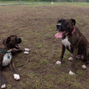 Kilbane and Bradlee - New friends at the Dog Park