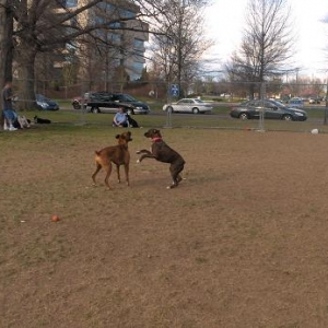 Bradlee and Remy playing