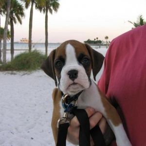 Handsome boy