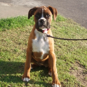 Angel on her 1st walk, 12 weeks.