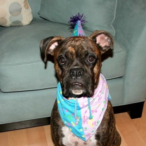 The birthday dog!