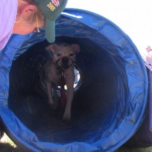 Agility Prospect?