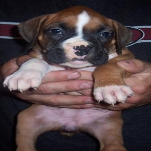 Riley_6_weeks_old