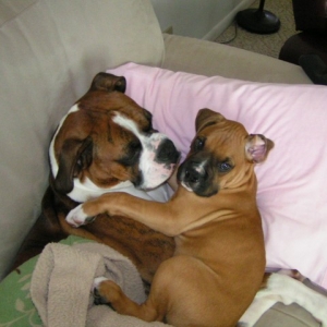 Duke and Bogart