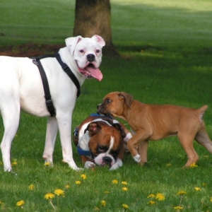 Tyson, Duke and General Bogart