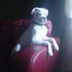 mylo