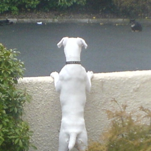 when i first spotted a cat