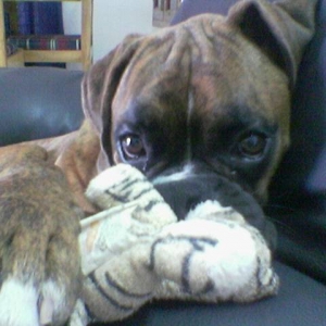 Gabbar's brindle baby