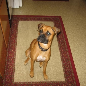 ...another cookie??????